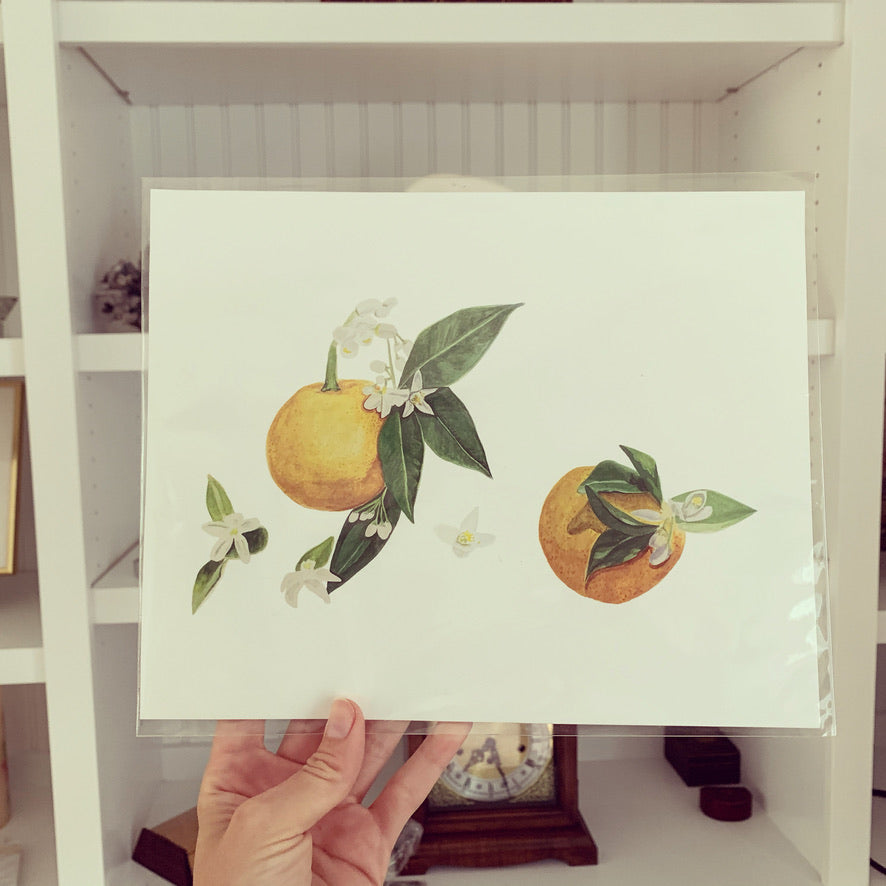 Orange Blossom Fine Art Print