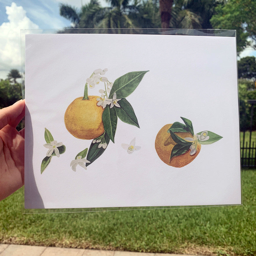 Orange Blossom Full Collection Boxed Set