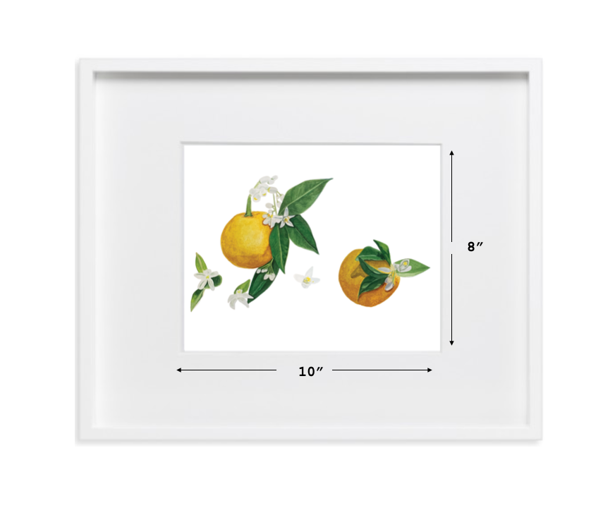 Orange Blossom Fine Art Print