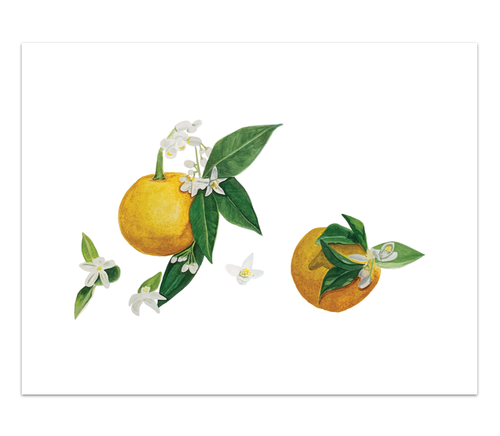 Orange Blossom Fine Art Print