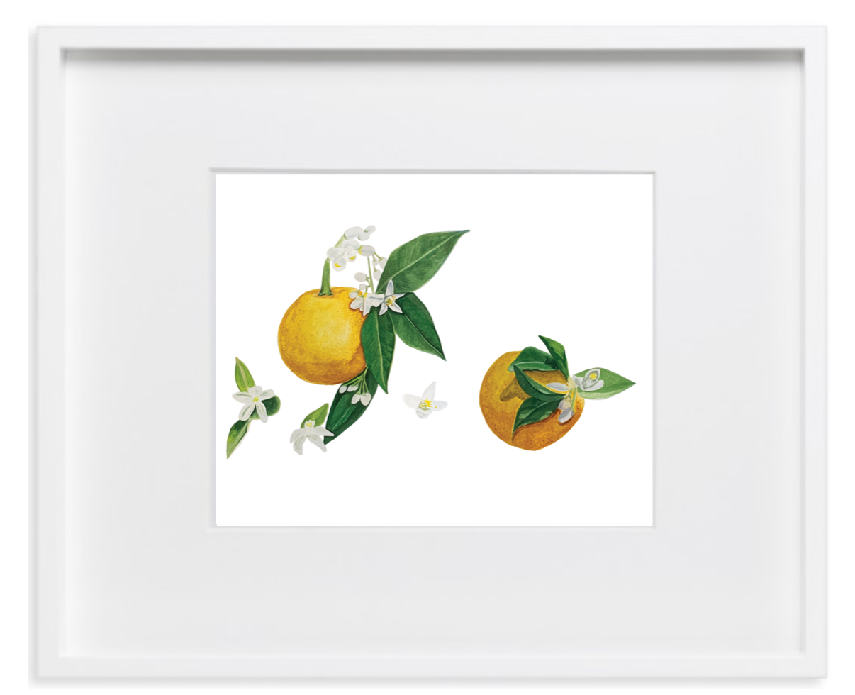 Orange Blossom Fine Art Print