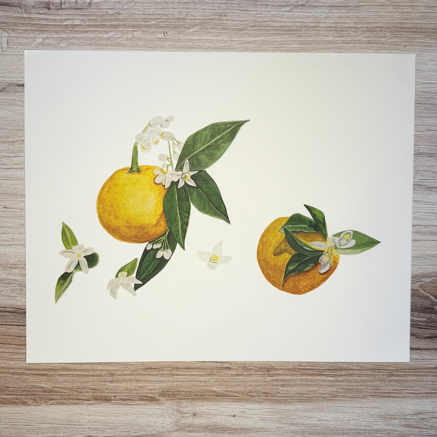 Orange Blossom Fine Art Print