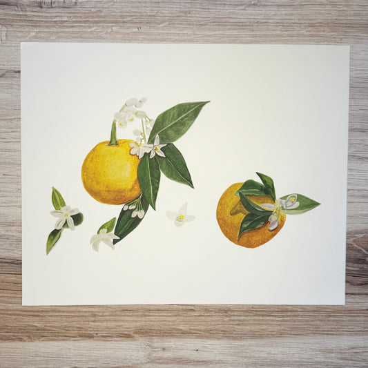 Orange Blossom Fine Art Print